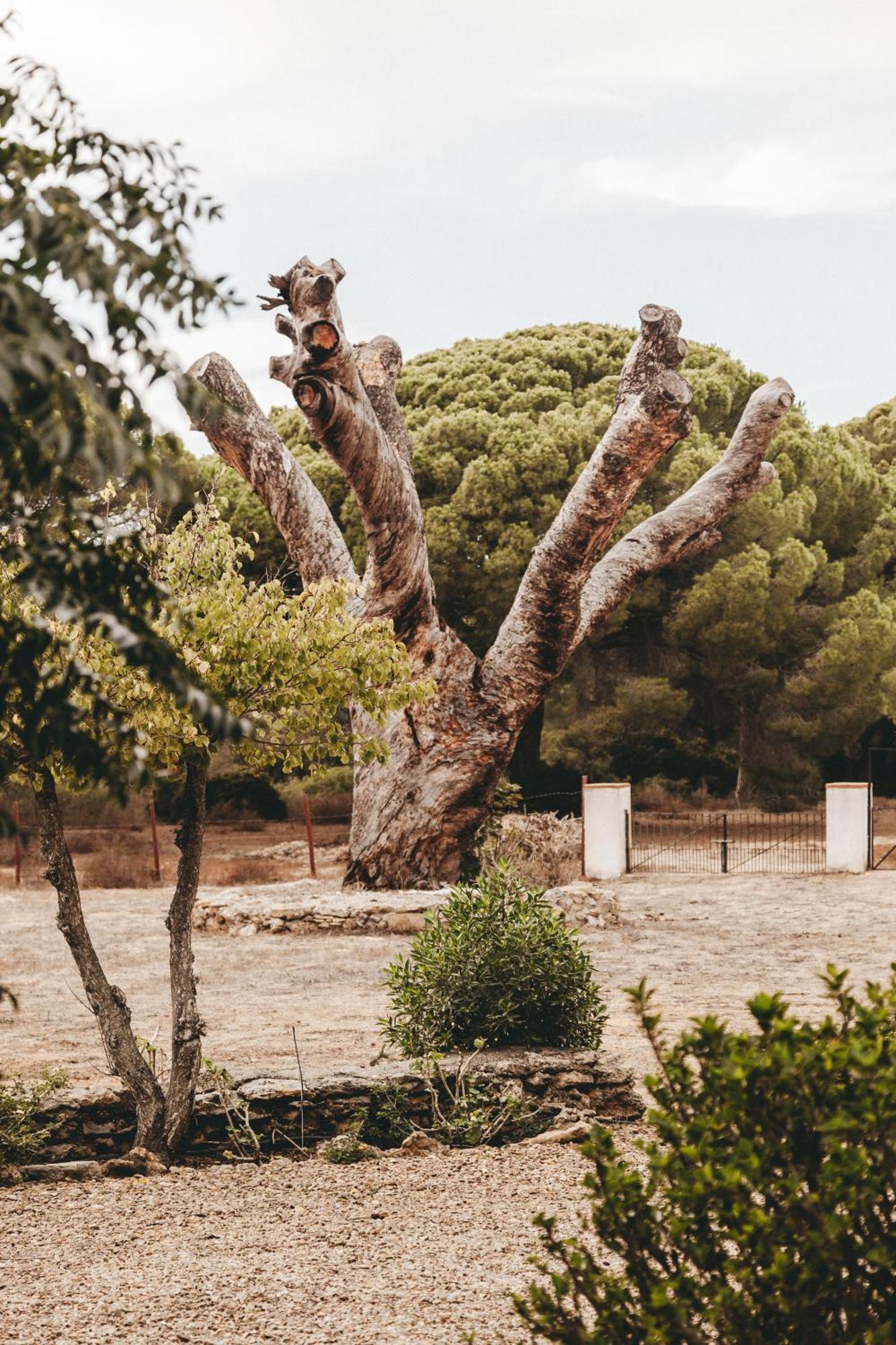 Casa Dehesa De Las Yeguas Cádiz Eksteriør billede